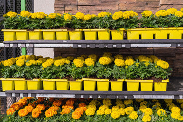 Calendula Officinalis - OP Flower Seeds